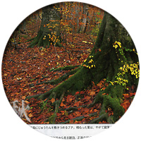 �g�������F�[�����