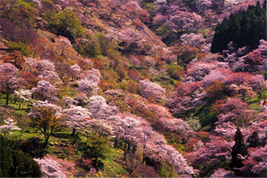 �g���{��