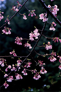 �Ђ傤�����