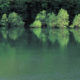 今月の一枚・2004年5月「水中木（秋田県田沢湖町）」