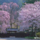 今月の一枚・2005年4月「桜と黒塀（秋田県角館町）」