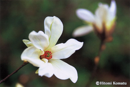 今月の一枚・2006年6月「タムシバの花」