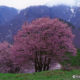 今月の一枚・2009年4月「西蔵王牧場の桜（山形県・山形市）」