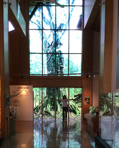 等身大「400年ブナ」世界遺産センターに展示