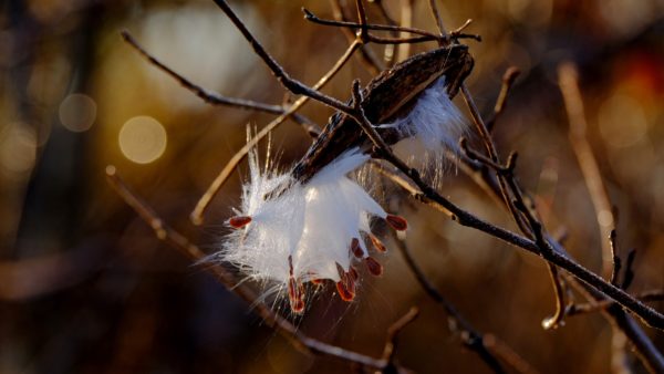 ガガイモの種子